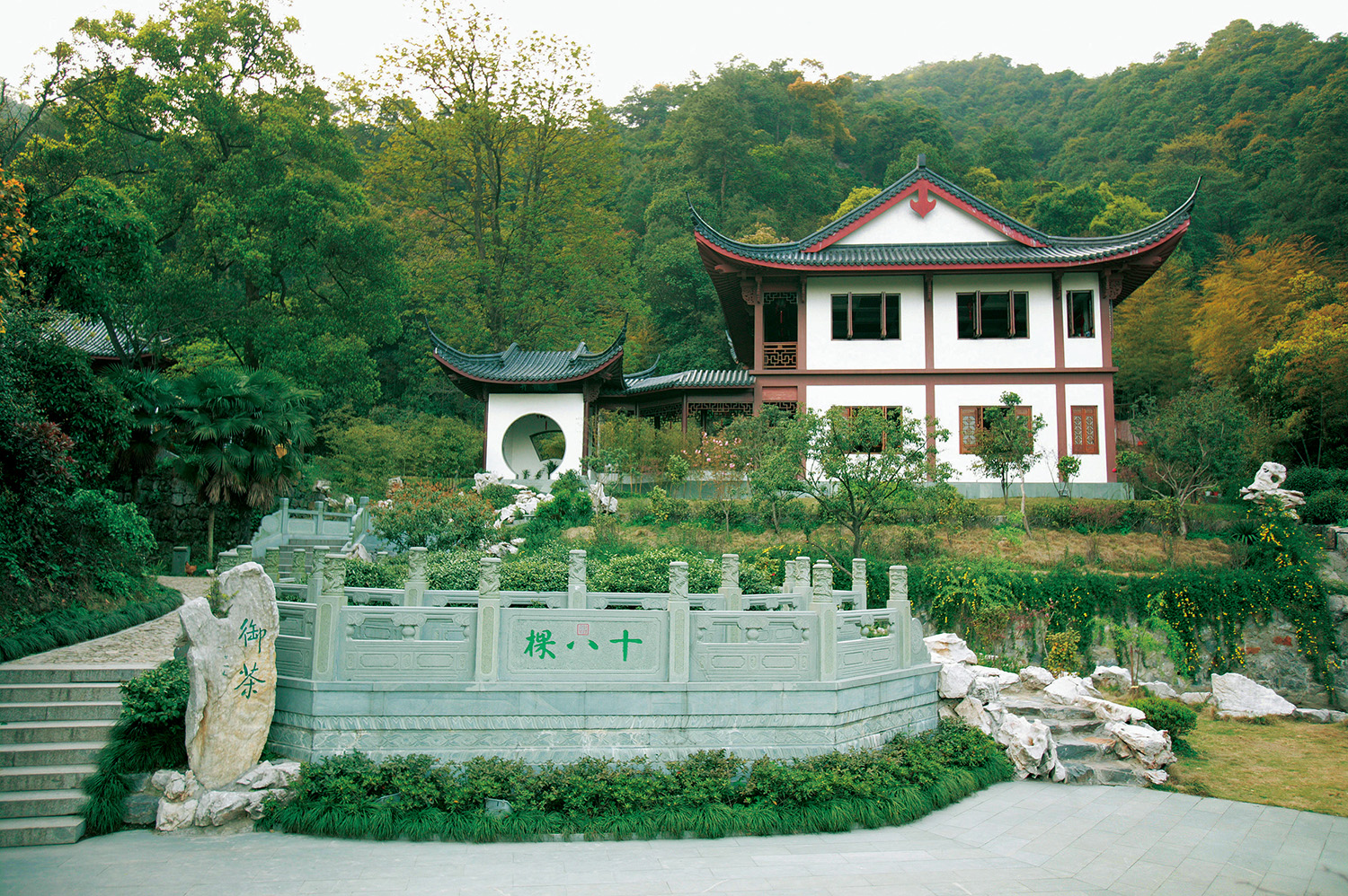 杭州老龍井十八棵
